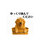 【動く】ゴールデンレトリバー★気遣い（個別スタンプ：7）