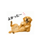 【動く】ゴールデンレトリバー★気遣い（個別スタンプ：8）