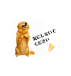 【動く】ゴールデンレトリバー★気遣い（個別スタンプ：9）