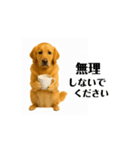 【動く】ゴールデンレトリバー★気遣い（個別スタンプ：11）
