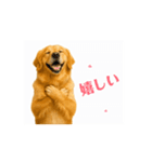 【動く】ゴールデンレトリバー★気遣い（個別スタンプ：13）