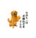 【動く】ゴールデンレトリバー★気遣い（個別スタンプ：14）