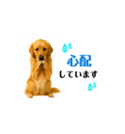 【動く】ゴールデンレトリバー★気遣い（個別スタンプ：15）