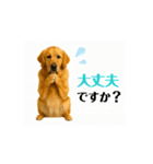 【動く】ゴールデンレトリバー★気遣い（個別スタンプ：16）