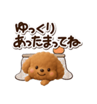 トイプードル【レッド】3D☆冬・あけおめ（個別スタンプ：10）