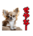 三重弁☆わんこ（個別スタンプ：1）