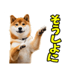 三重弁☆わんこ（個別スタンプ：2）