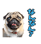 三重弁☆わんこ（個別スタンプ：3）