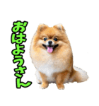 三重弁☆わんこ（個別スタンプ：4）