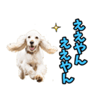 三重弁☆わんこ（個別スタンプ：8）