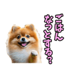 三重弁☆わんこ（個別スタンプ：10）