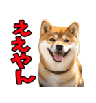 三重弁☆わんこ（個別スタンプ：11）