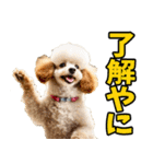 三重弁☆わんこ（個別スタンプ：12）