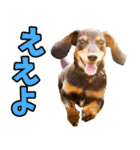 三重弁☆わんこ（個別スタンプ：13）