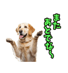 三重弁☆わんこ（個別スタンプ：14）