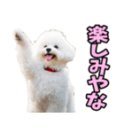 三重弁☆わんこ（個別スタンプ：15）