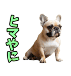 三重弁☆わんこ（個別スタンプ：18）