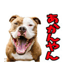 三重弁☆わんこ（個別スタンプ：20）