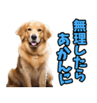 三重弁☆わんこ（個別スタンプ：22）