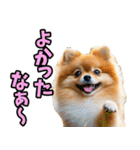 三重弁☆わんこ（個別スタンプ：24）