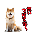 三重弁☆わんこ（個別スタンプ：25）