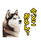 三重弁☆わんこ（個別スタンプ：26）