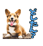 三重弁☆わんこ（個別スタンプ：27）