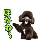 三重弁☆わんこ（個別スタンプ：28）