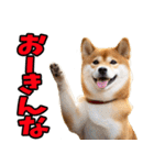 三重弁☆わんこ（個別スタンプ：30）