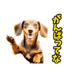 三重弁☆わんこ（個別スタンプ：31）