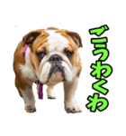 三重弁☆わんこ（個別スタンプ：33）