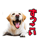 三重弁☆わんこ（個別スタンプ：35）