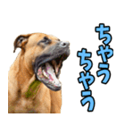 三重弁☆わんこ（個別スタンプ：37）