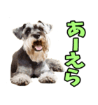 三重弁☆わんこ（個別スタンプ：38）