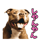 三重弁☆わんこ（個別スタンプ：39）