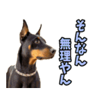 三重弁☆わんこ（個別スタンプ：40）