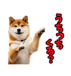 静岡弁☆わんこ（個別スタンプ：1）