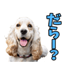 静岡弁☆わんこ（個別スタンプ：3）