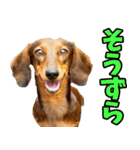 静岡弁☆わんこ（個別スタンプ：4）