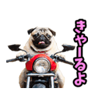 静岡弁☆わんこ（個別スタンプ：5）