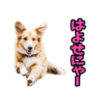 静岡弁☆わんこ（個別スタンプ：8）