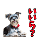 静岡弁☆わんこ（個別スタンプ：10）