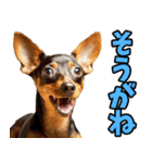 静岡弁☆わんこ（個別スタンプ：11）