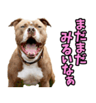 静岡弁☆わんこ（個別スタンプ：13）