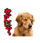 静岡弁☆わんこ（個別スタンプ：14）