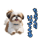 静岡弁☆わんこ（個別スタンプ：16）