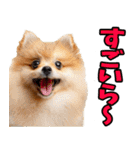 静岡弁☆わんこ（個別スタンプ：19）