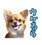 静岡弁☆わんこ（個別スタンプ：21）