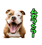 静岡弁☆わんこ（個別スタンプ：22）
