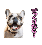 静岡弁☆わんこ（個別スタンプ：24）